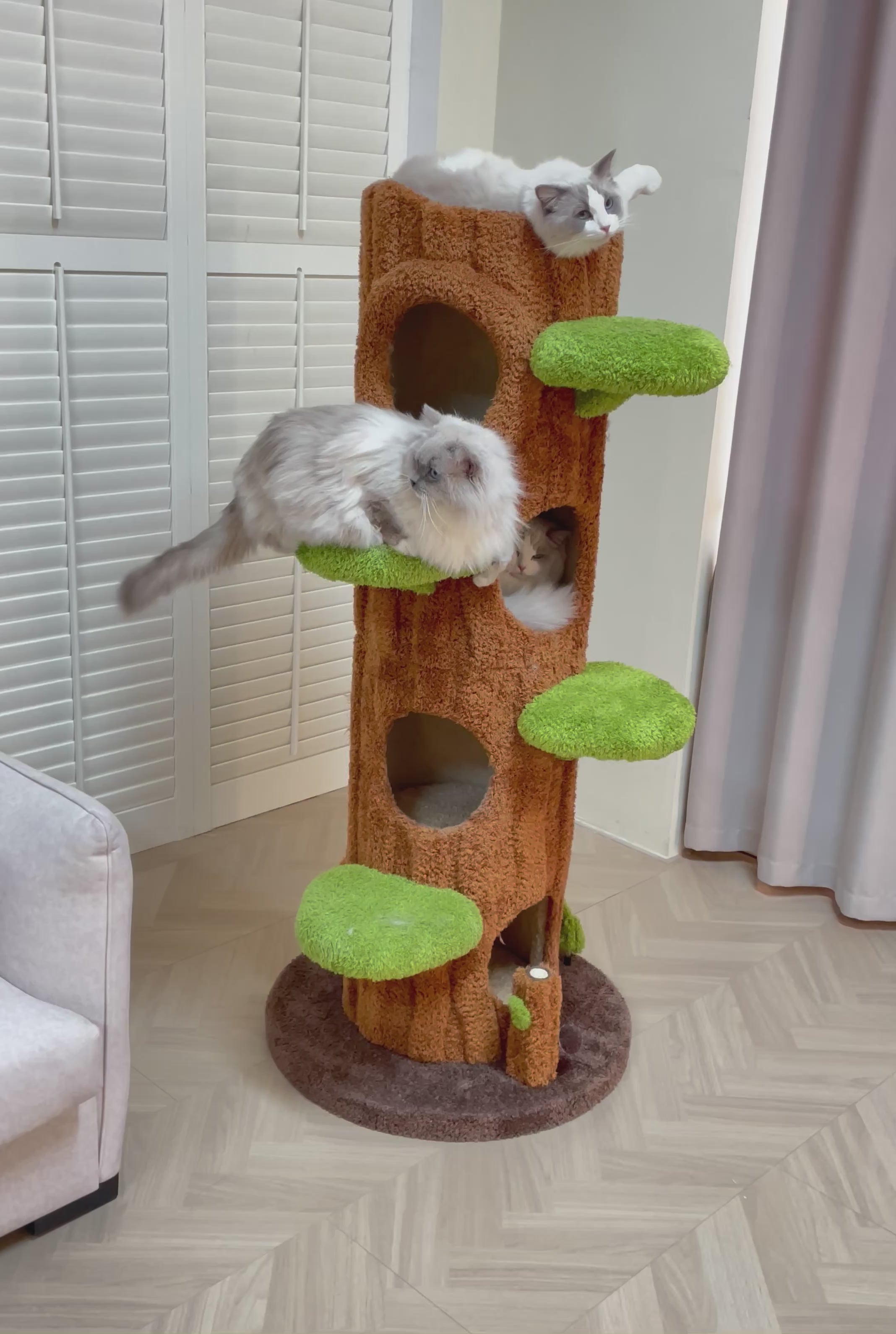 PET 茶染 ダイカット加工 6cm×6m 120cm/loop NOX | Cat Collar – Zee.Dog